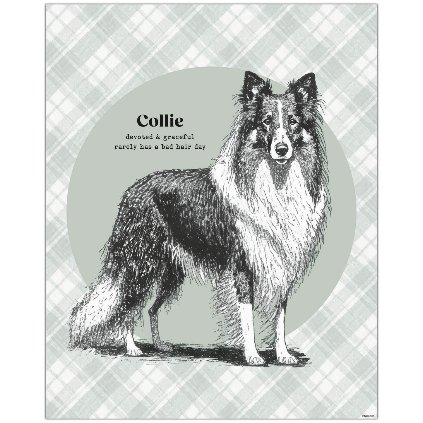 Feature image of Dog Wall Art – Graceful Collie illustration printed on premium paper, showcased as an elegant 8x10 decor piece.