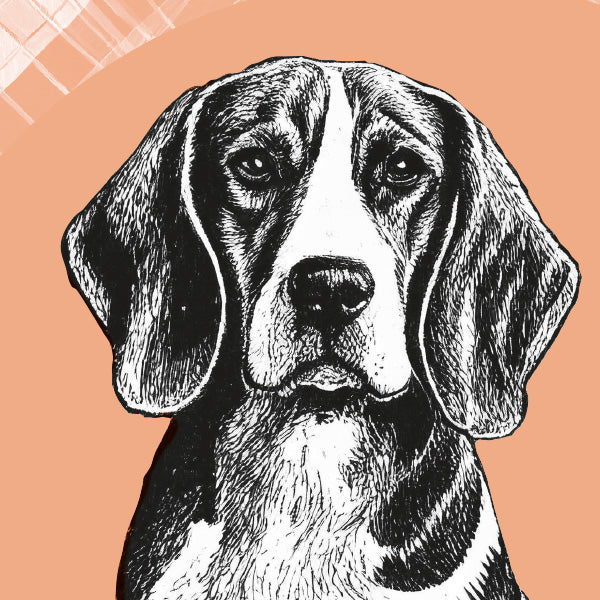 Close up of Beagle dog wall art collection