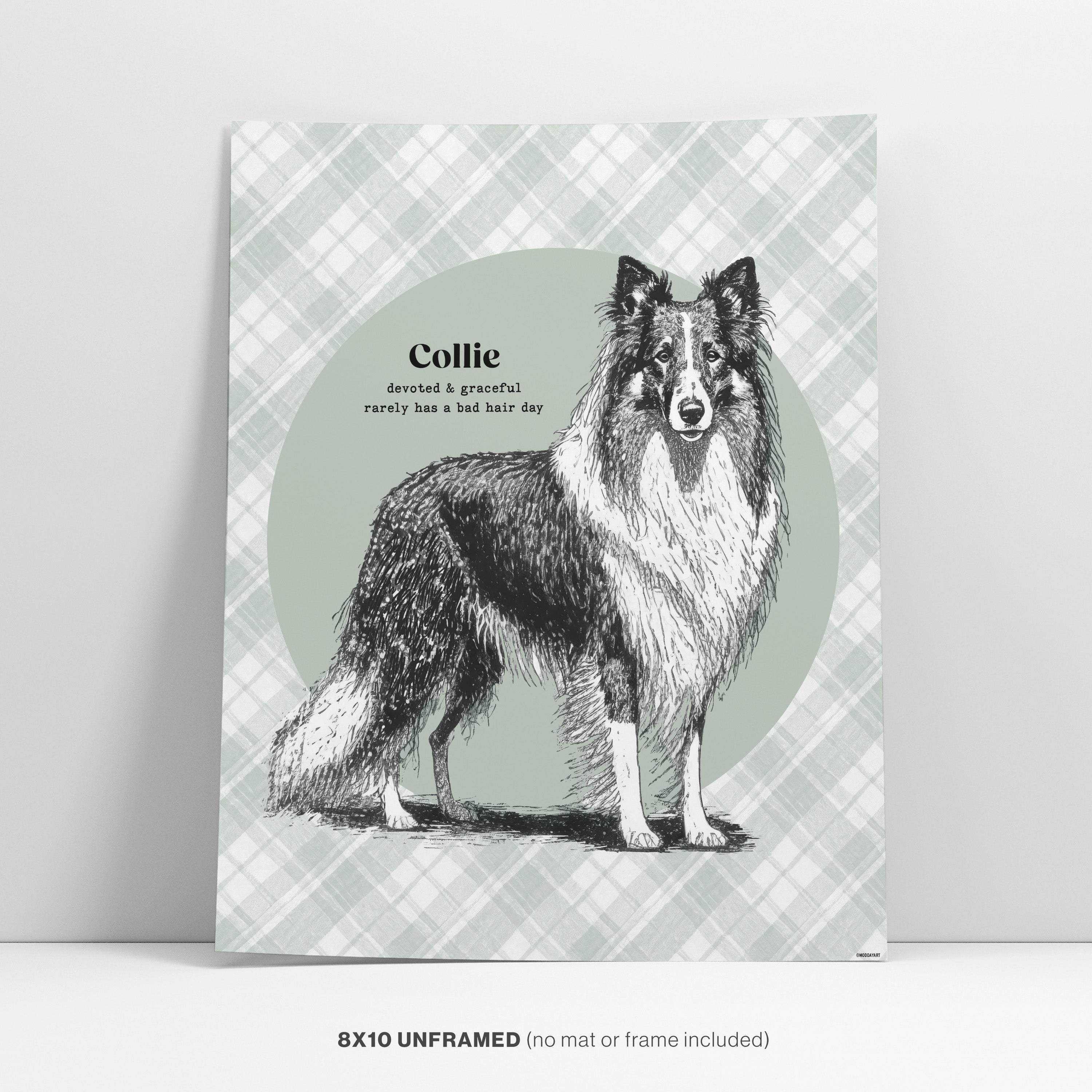 Collie Dog Wall Art