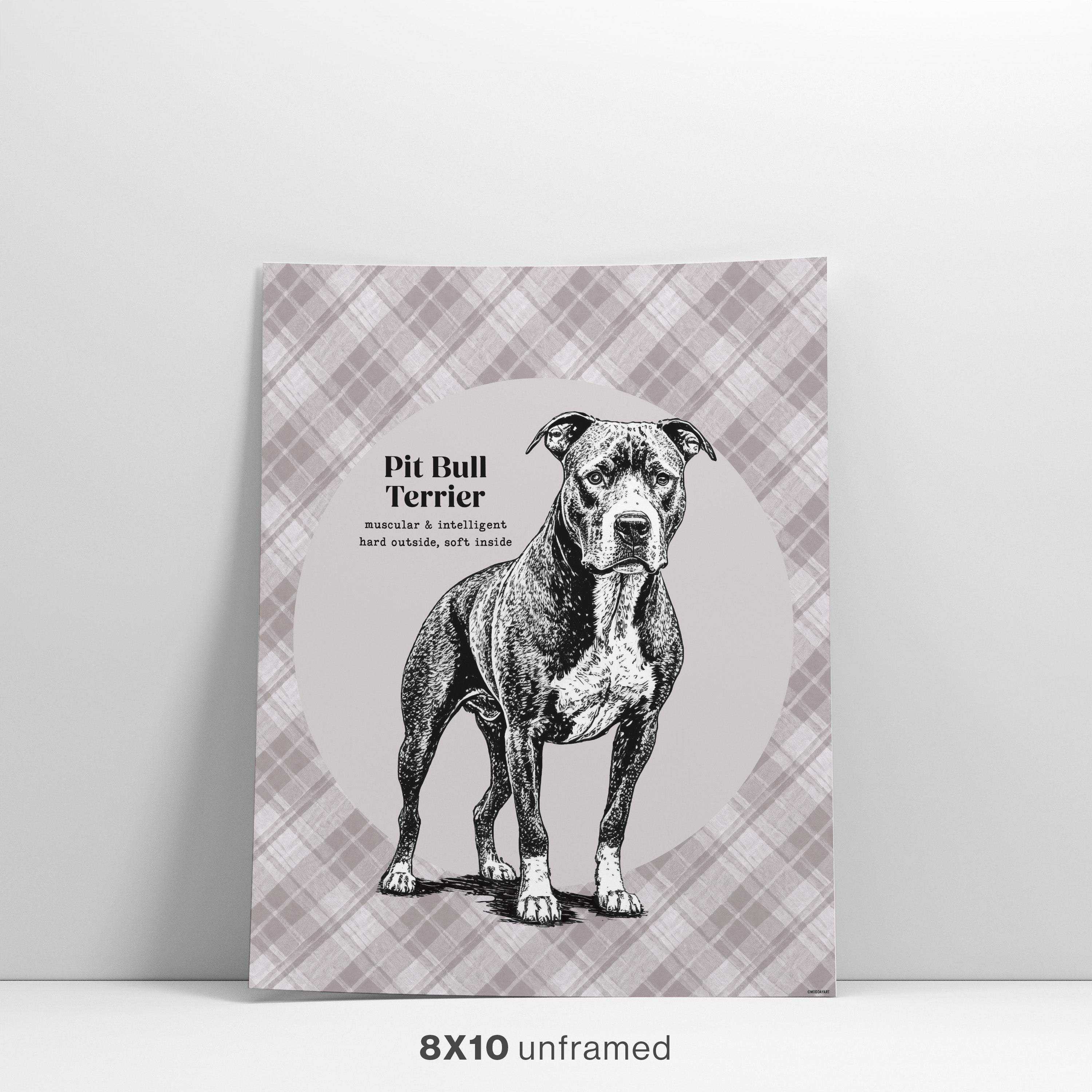 Pit Bull